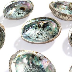 Abalone Sage / Incense Shell